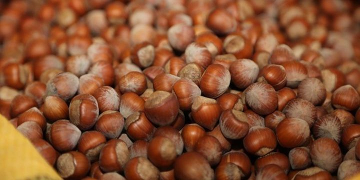 Üç ölkə fındıqla bağlı əməkdaşlığa başlayır 