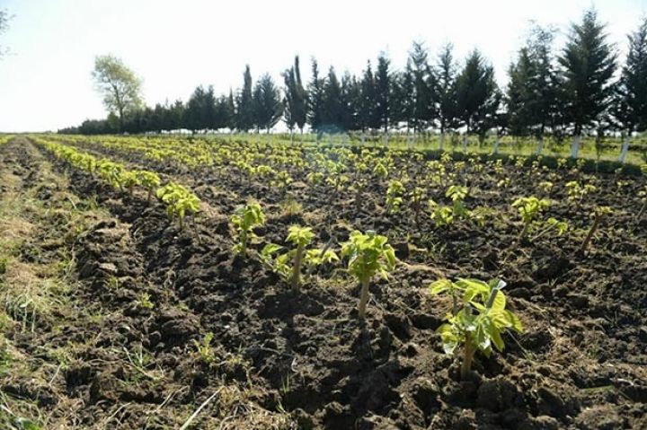 Çindən 1 milyon ədəd tut tingi gətiriləcək