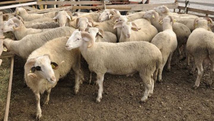 Bu ölkədən Azərbaycana heyvan gətirilməsinə qadağa qoyuldu