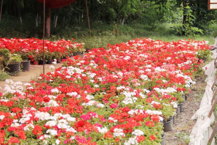 Şirkətin yerləşdiyi ərazidə park salınacaq, bina və qurğuları söküləcək