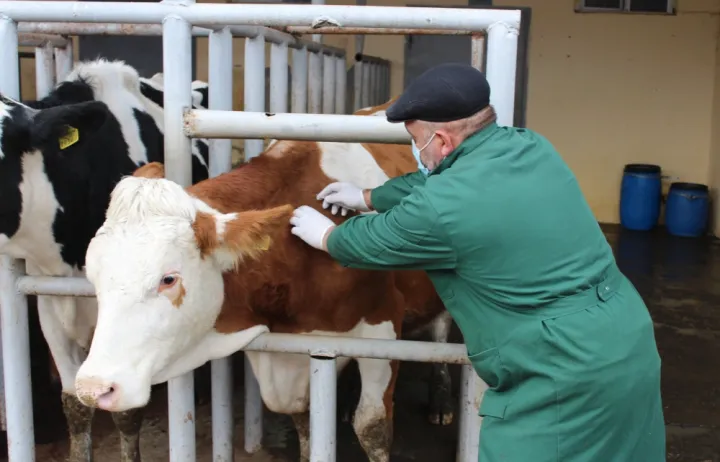 Dabaq və qarayaraya qarşı peyvəndləmə keçirilir - Heyvan sahiblərinin diqqətinə!