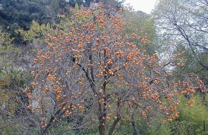 20 qəpiyə də alan yoxdur, qalıb çürüyür