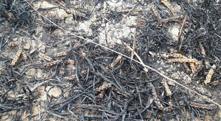 Kürdəmirdə biçilməmiş taxıl zəmisində yanğın - YENİLƏNİB