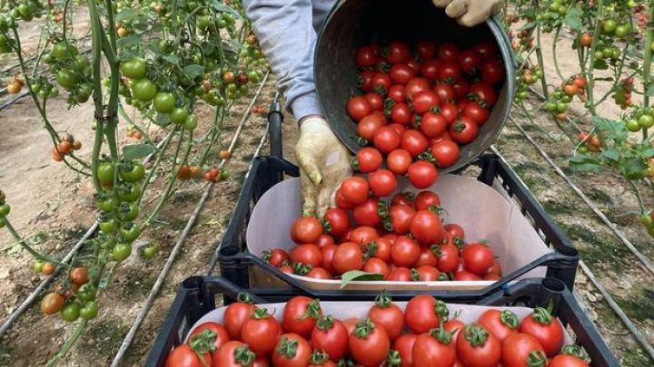 Türkiyədən Rusiyaya pomidor ixarcı üzrə kvota 500 min tona qədər artırılır