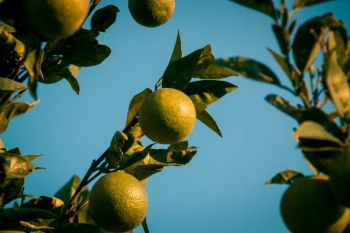Dövlət limon və kinkan bağlarına görə 11600 manat ödəyəcək